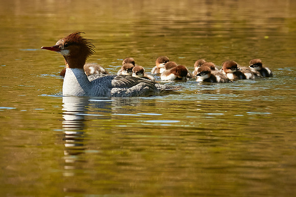 Birds April 2020  389