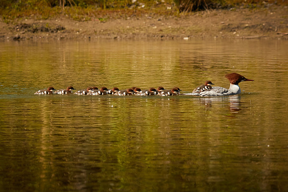 Birds April 2020  404
