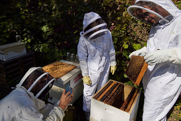 Bolinas Bees 0315
