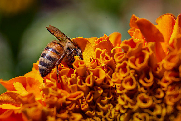 Bolinas Bees 0131