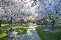 Cherry Trees Scouting Trip 005