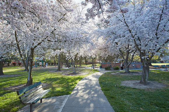 Cherry Trees Scouting Trip 005