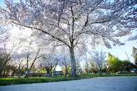 Cherry Trees Scouting Trip 026