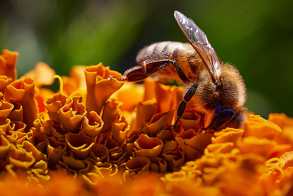 Bolinas Bees 0179