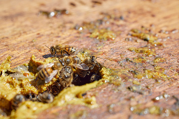 Bolinas Bees 0261
