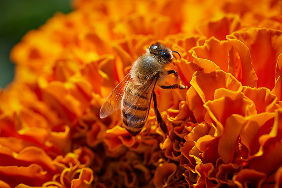 Bolinas Bees 0208
