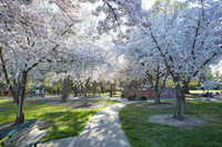Cherry Trees Scouting Trip 002