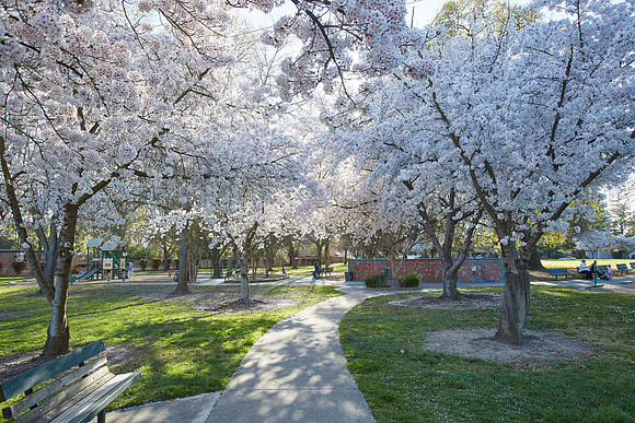 Cherry Trees Scouting Trip 002