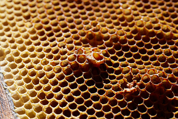Bolinas Bees 0339