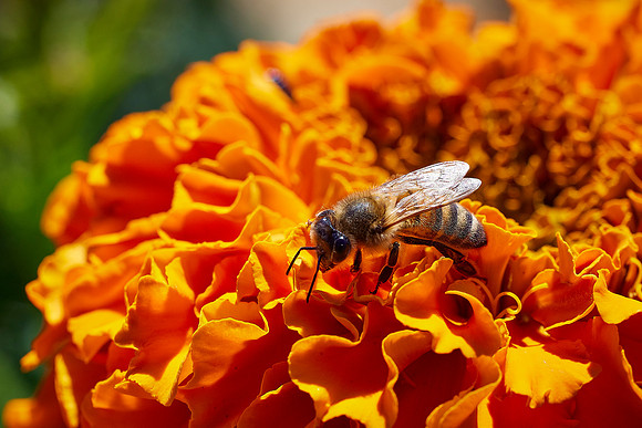 Bolinas Bees 0107
