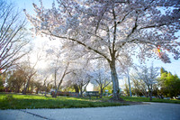 Cherry Trees Scouting Trip 025
