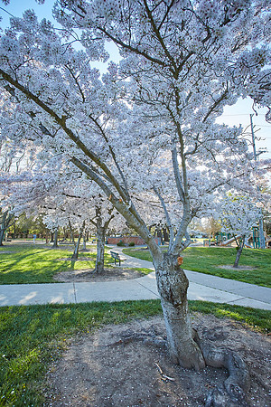 Cherry Trees Scouting Trip 019