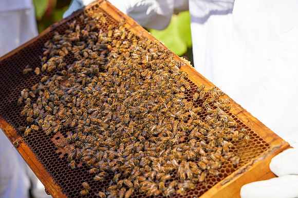 Bolinas Bees 0317