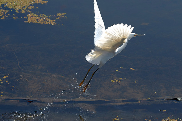 LKR Birding 440