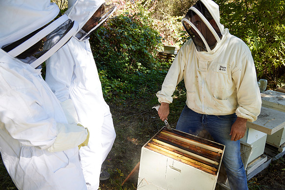Bolinas Bees 0267
