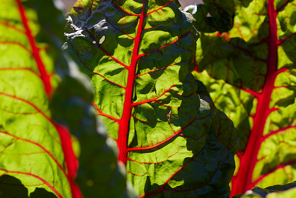 Bolinas Bees 0091
