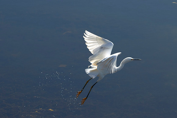 LKR Birding 442