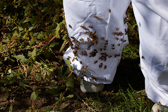 Bolinas Bees 0366