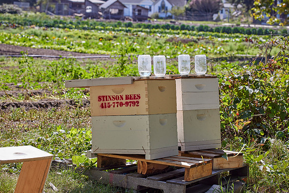 Bolinas Bees 0266
