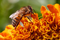 Bolinas Bees 0127