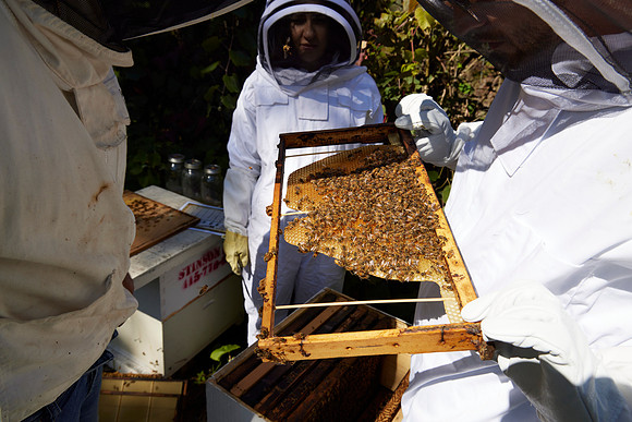 Bolinas Bees 0311