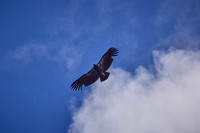 Pinnacles National Park Condors 0154