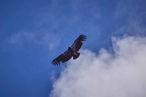 Pinnacles National Park Condors 0154