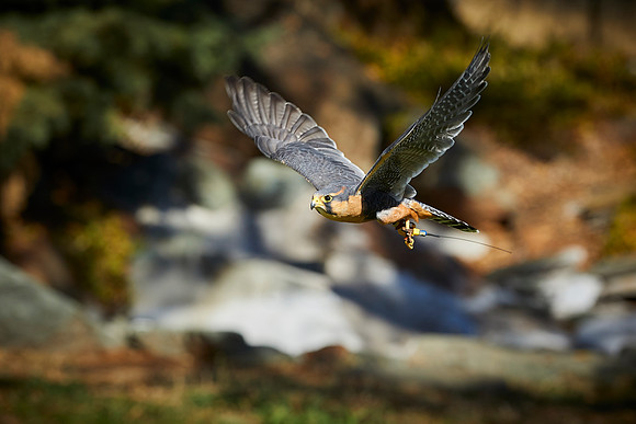 Falconry 720