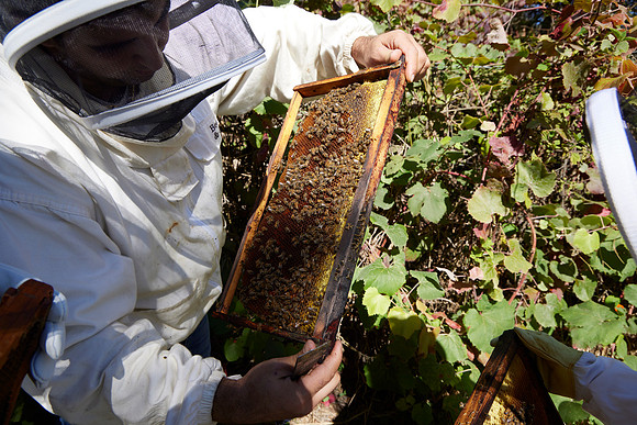 Bolinas Bees 0287