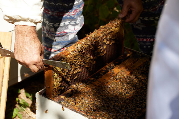 Bolinas Bees 0363