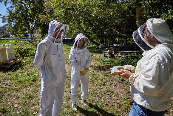 Bolinas Bees 0227
