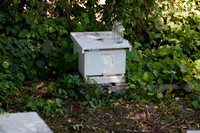Bolinas Bees 0078