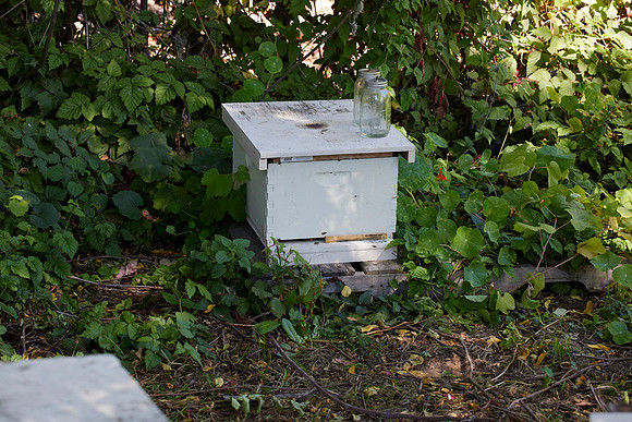 Bolinas Bees 0078