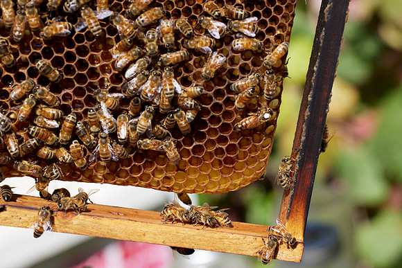 Bolinas Bees 0356