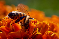 Bolinas Bees 0150