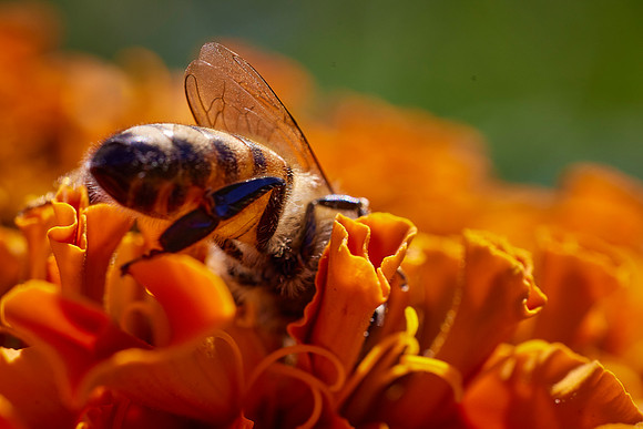 Bolinas Bees 0150