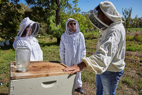 Bolinas Bees 0246