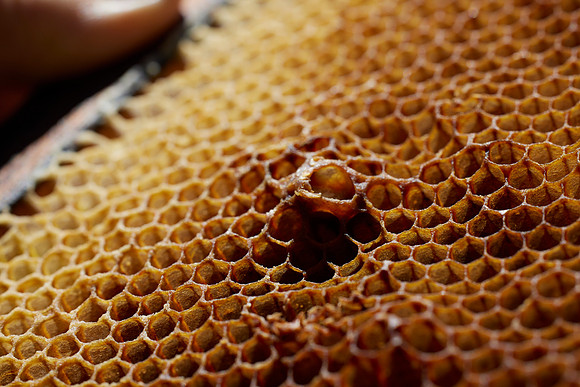 Bolinas Bees 0340