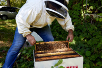 Bolinas Bees 0054