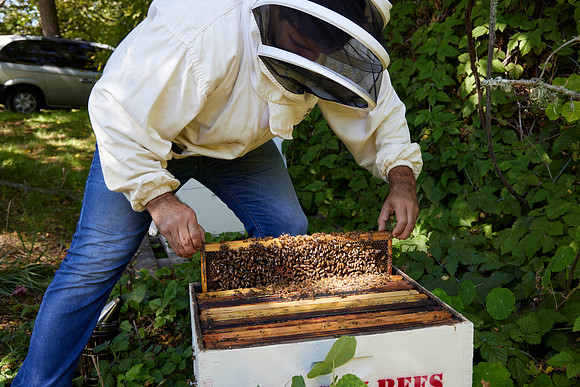 Bolinas Bees 0054