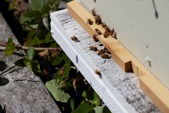 Bolinas Bees 0083
