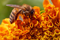 Bolinas Bees 0122