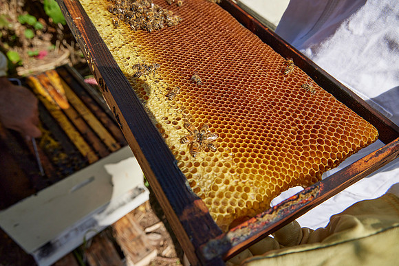 Bolinas Bees 0286