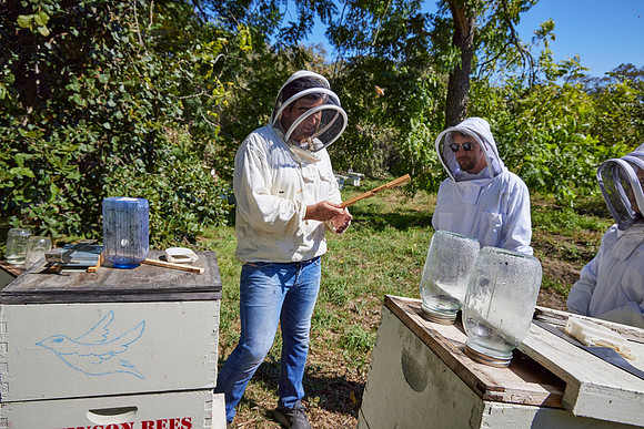 Bolinas Bees 0231