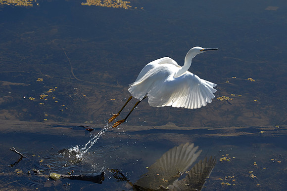 LKR Birding 439