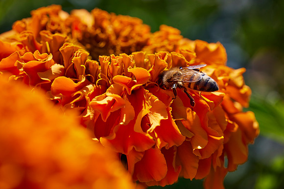 Bolinas Bees 0142