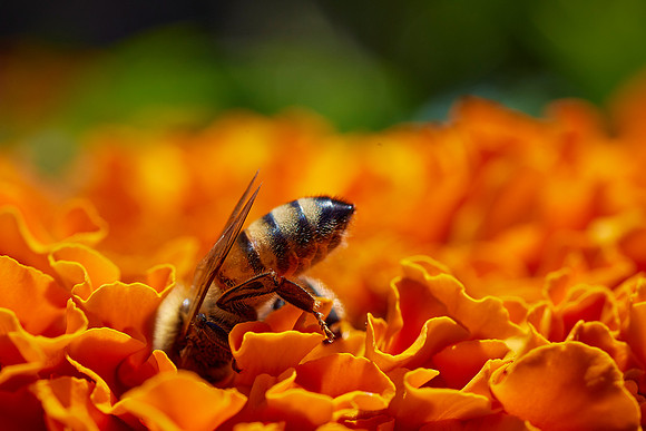 Bolinas Bees 0169
