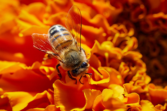 Bolinas Bees 0199