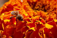 Bolinas Bees 0109