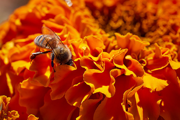 Bolinas Bees 0109